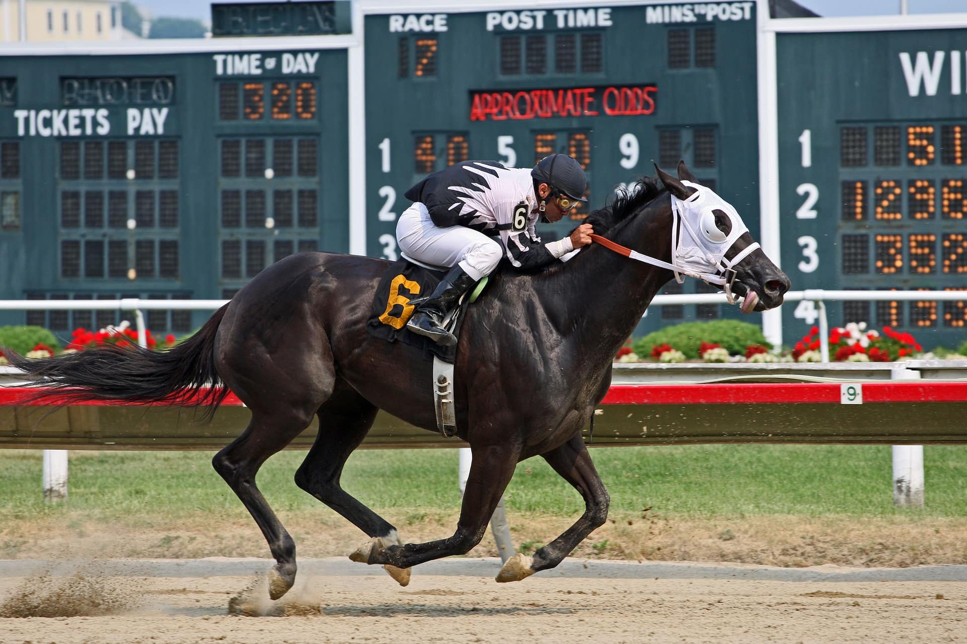 Racehorse galloping past a tote board showing approximate odds, the prices betting odds explained turns into a return