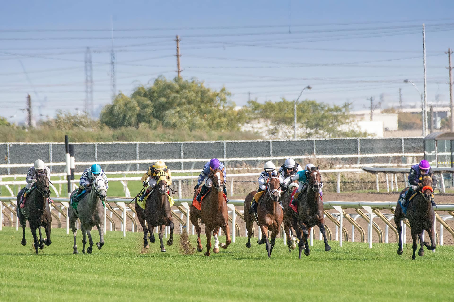 A field of Thoroughbreds racing towards the camera on a North American turf course, with the dirt track behind the rail