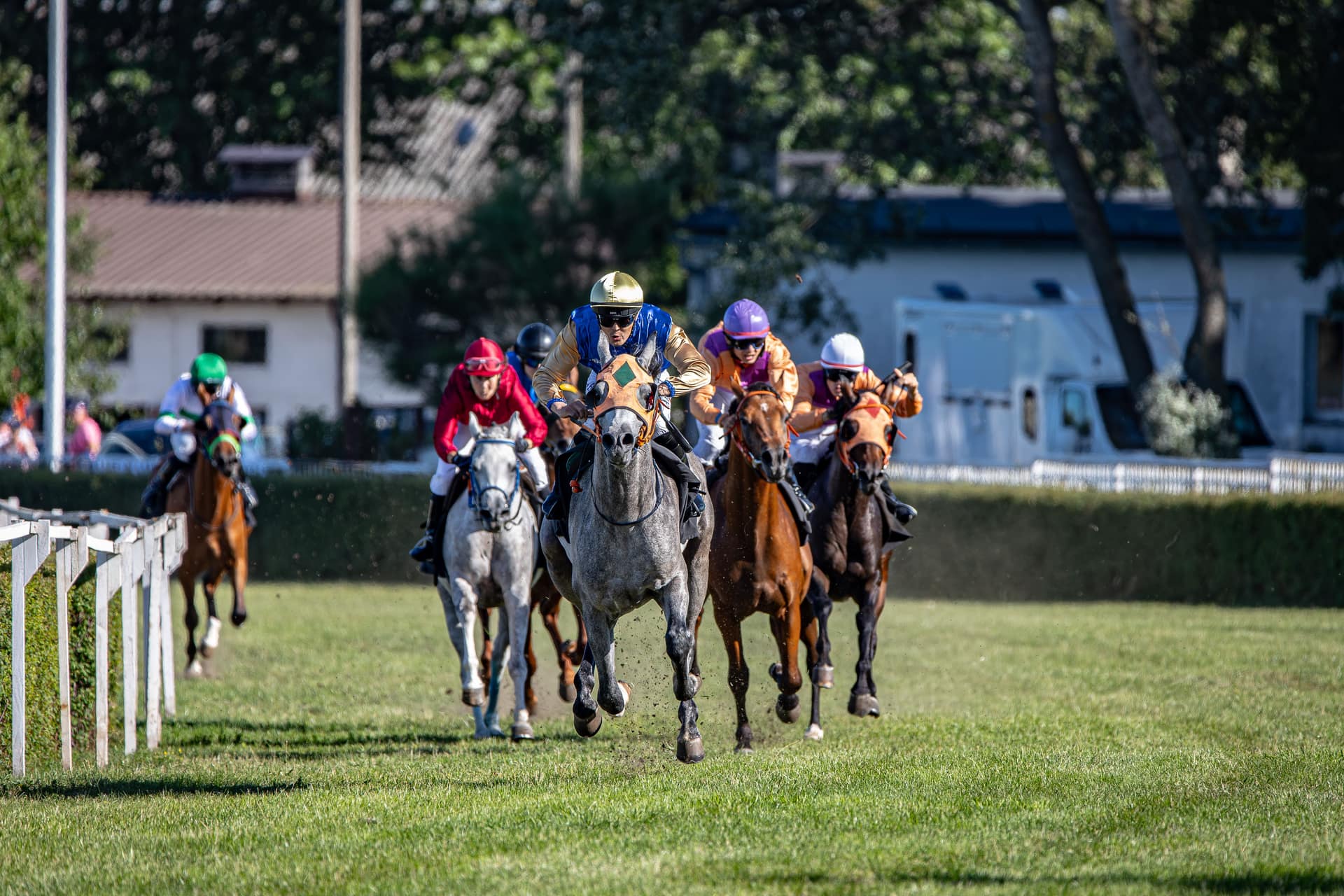 A grey racehorse leading a group of Flat runners straight towards the camera on a turf course in autumn sunshine