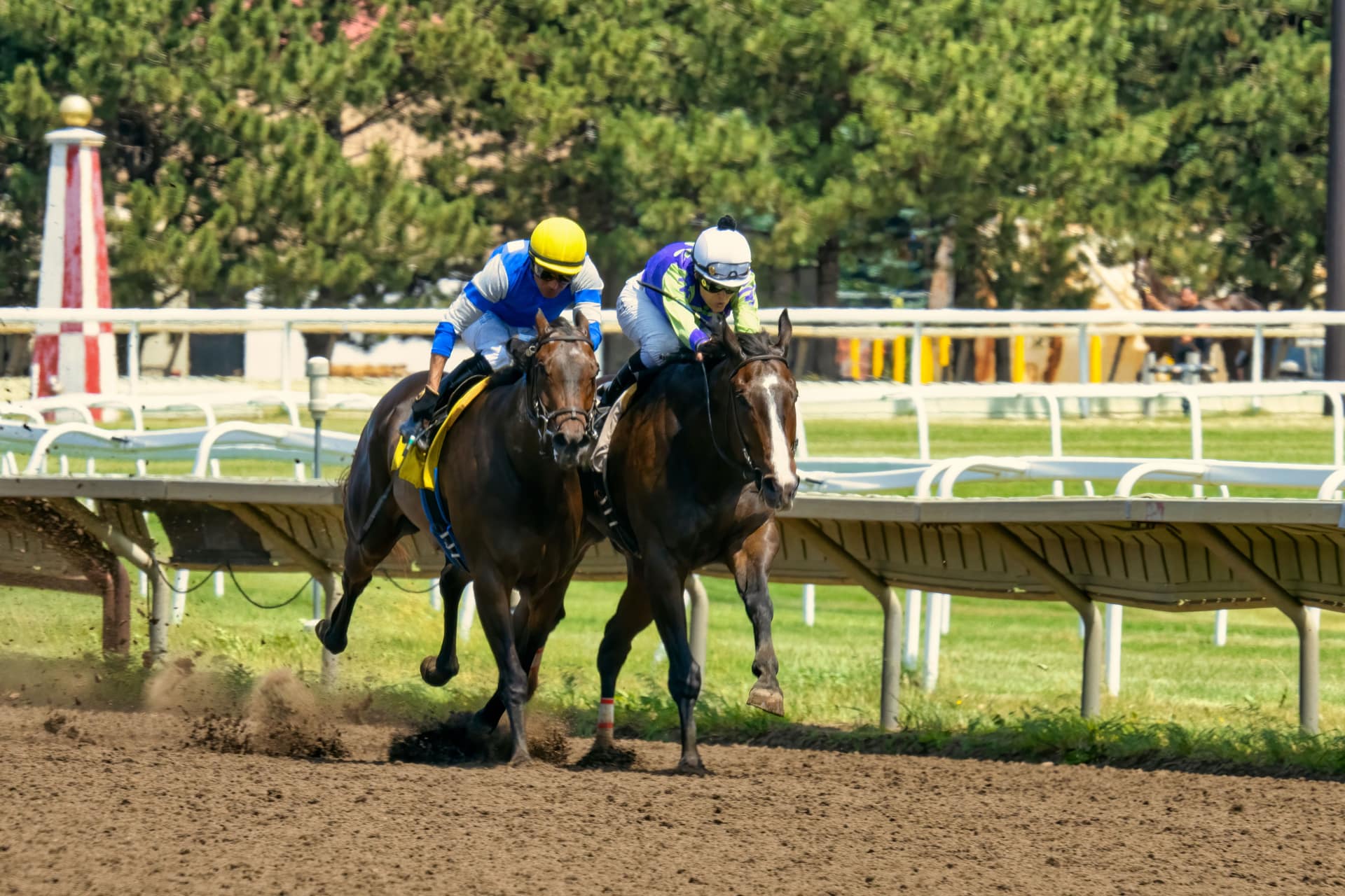 Two racehorses side by side in a summer Flat race, jockeys crouched low