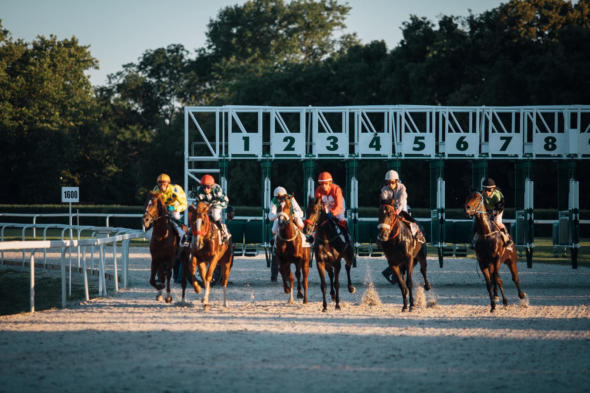 Racehorses breaking from numbered starting stalls on a sand track in low evening sunlight