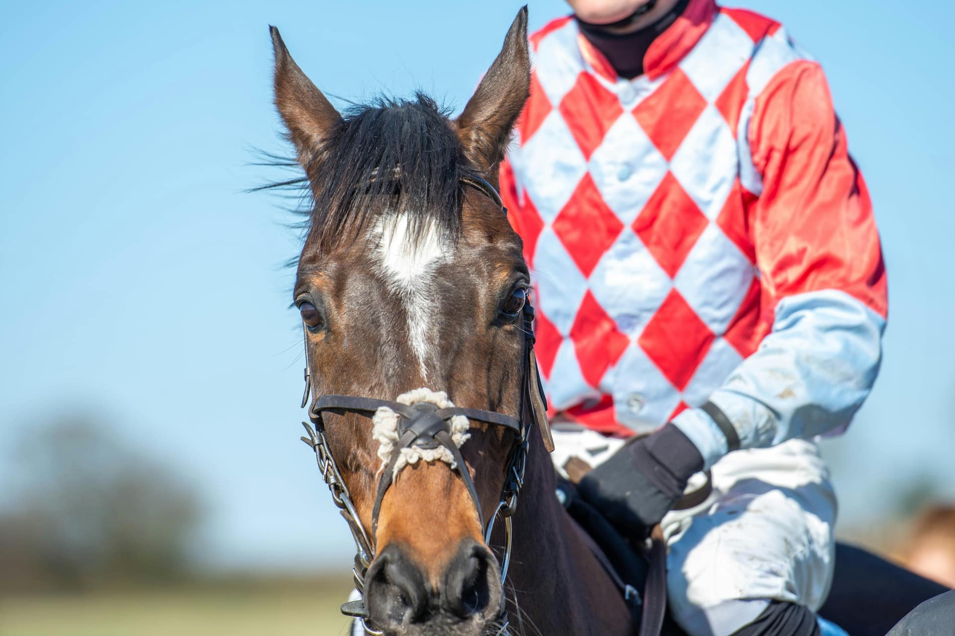 Bay racehorse in a sheepskin noseband beside a jockey in red and white diamond silks, two horse racing terms in one picture