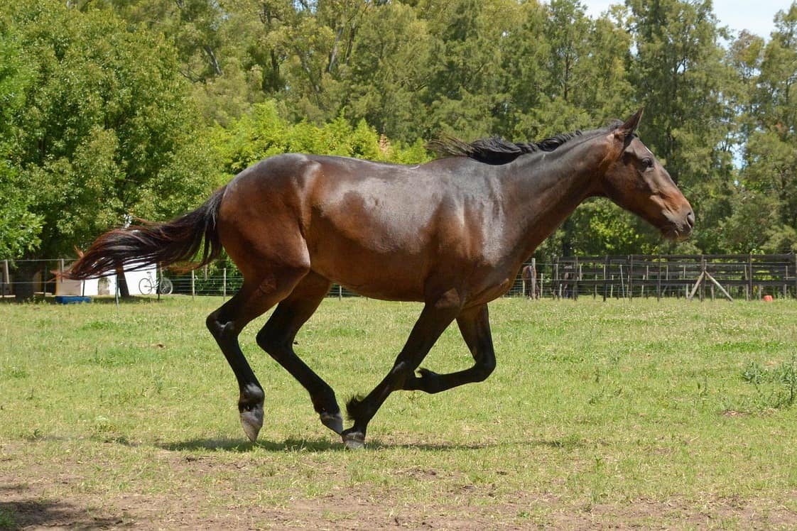 A bay horse galloping loose across a grass paddock, all four legs gathered under it mid-stride