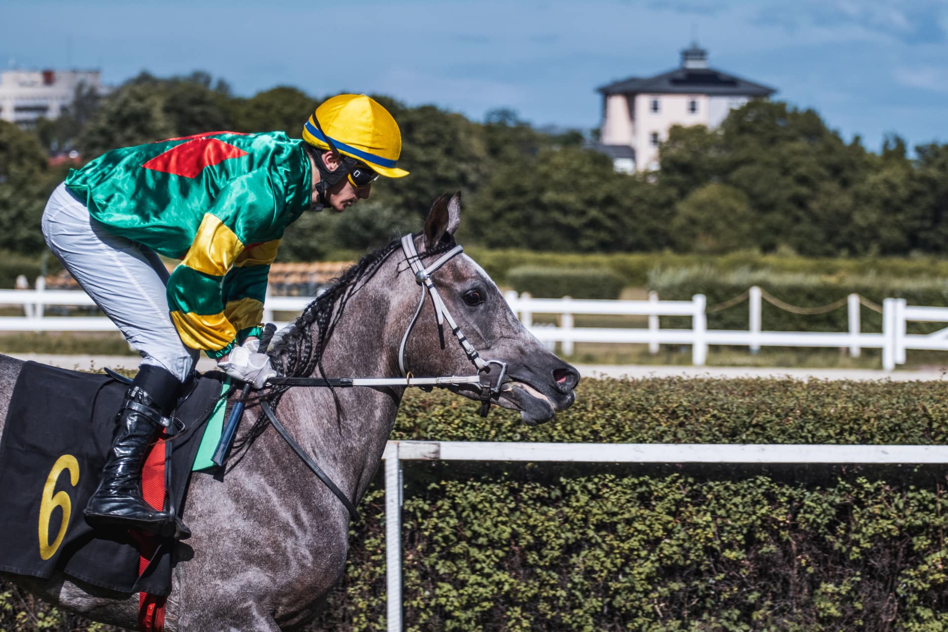 A jockey in green and yellow silks crouched over a grey racehorse wearing number 6, beside a hedge-lined rail