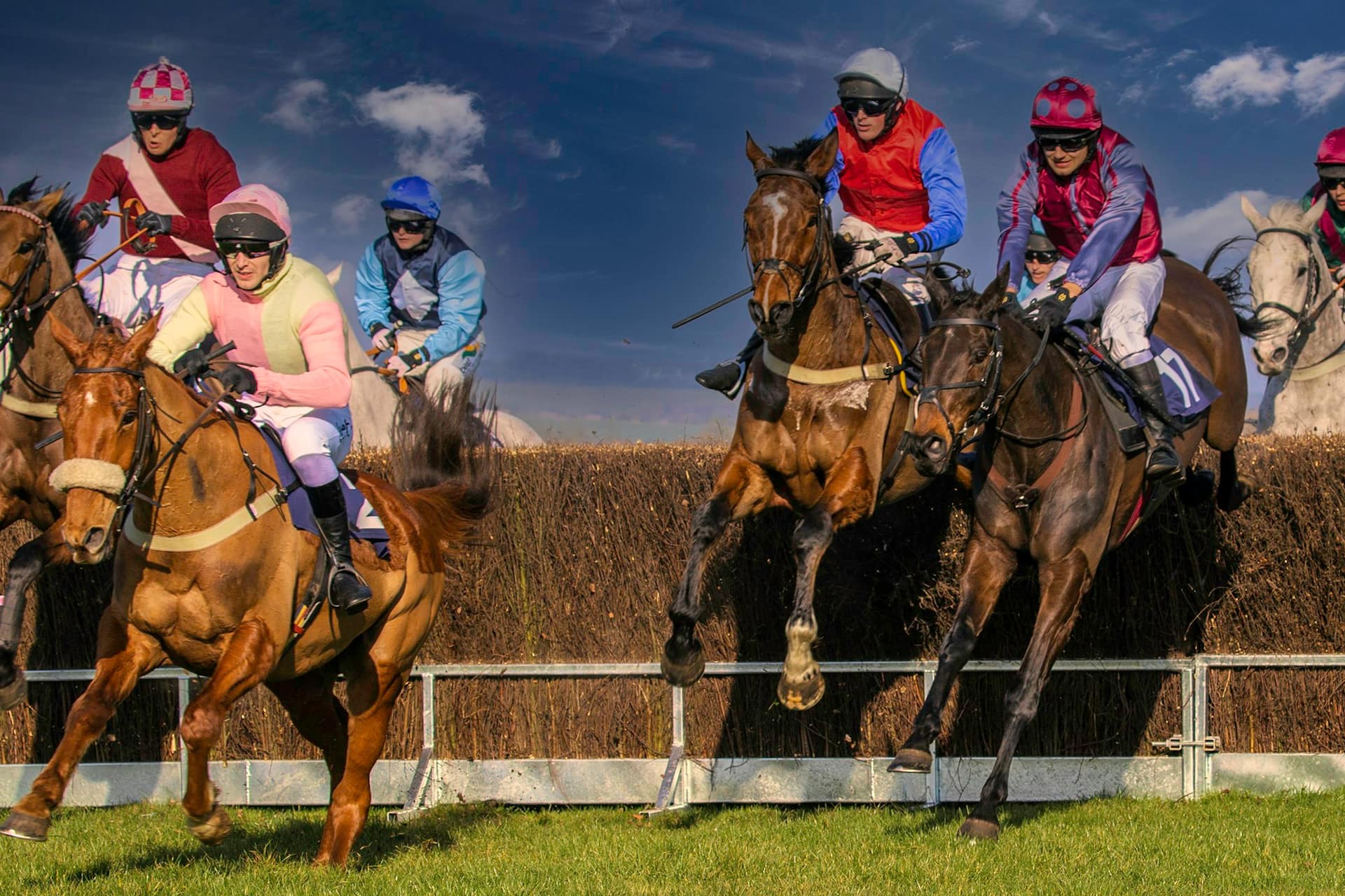 Steeplechasers clearing a birch fence together in a jumps race, jockeys crouched forward over the obstacle