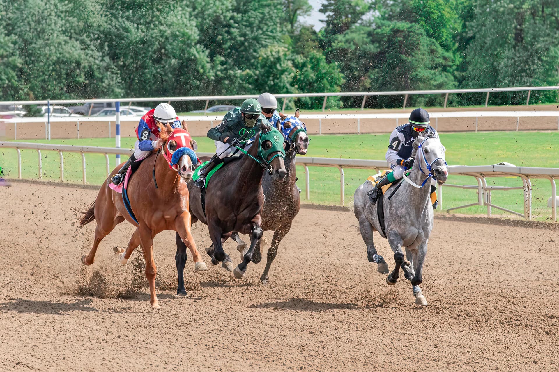 Four Thoroughbreds racing round a turn on an American dirt track, kicking up the surface, with the turf course and trees behind