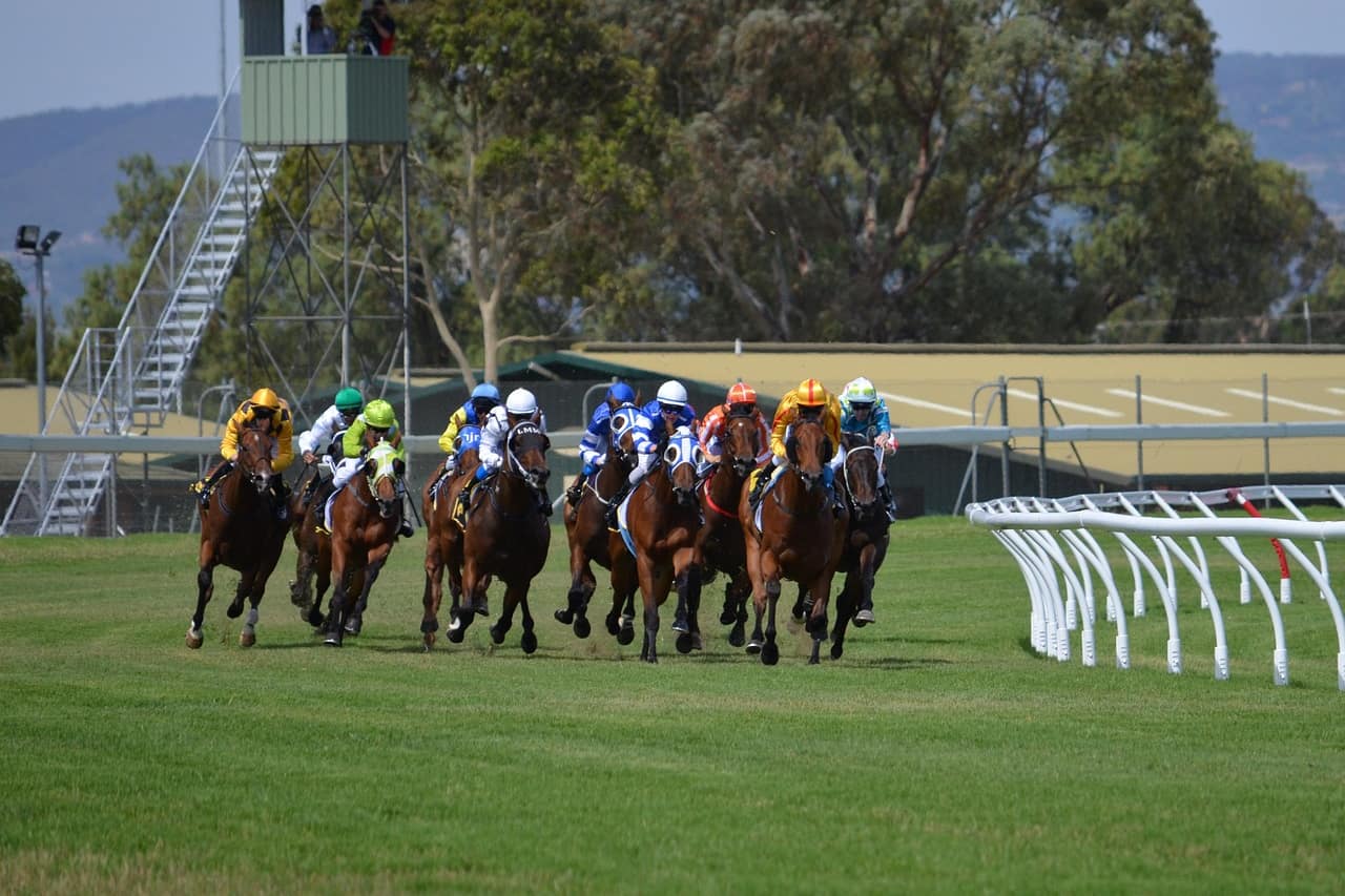 A field of racehorses galloping round a turf bend in bright sunshine, the kind of big handicap field the Melbourne Cup is known for