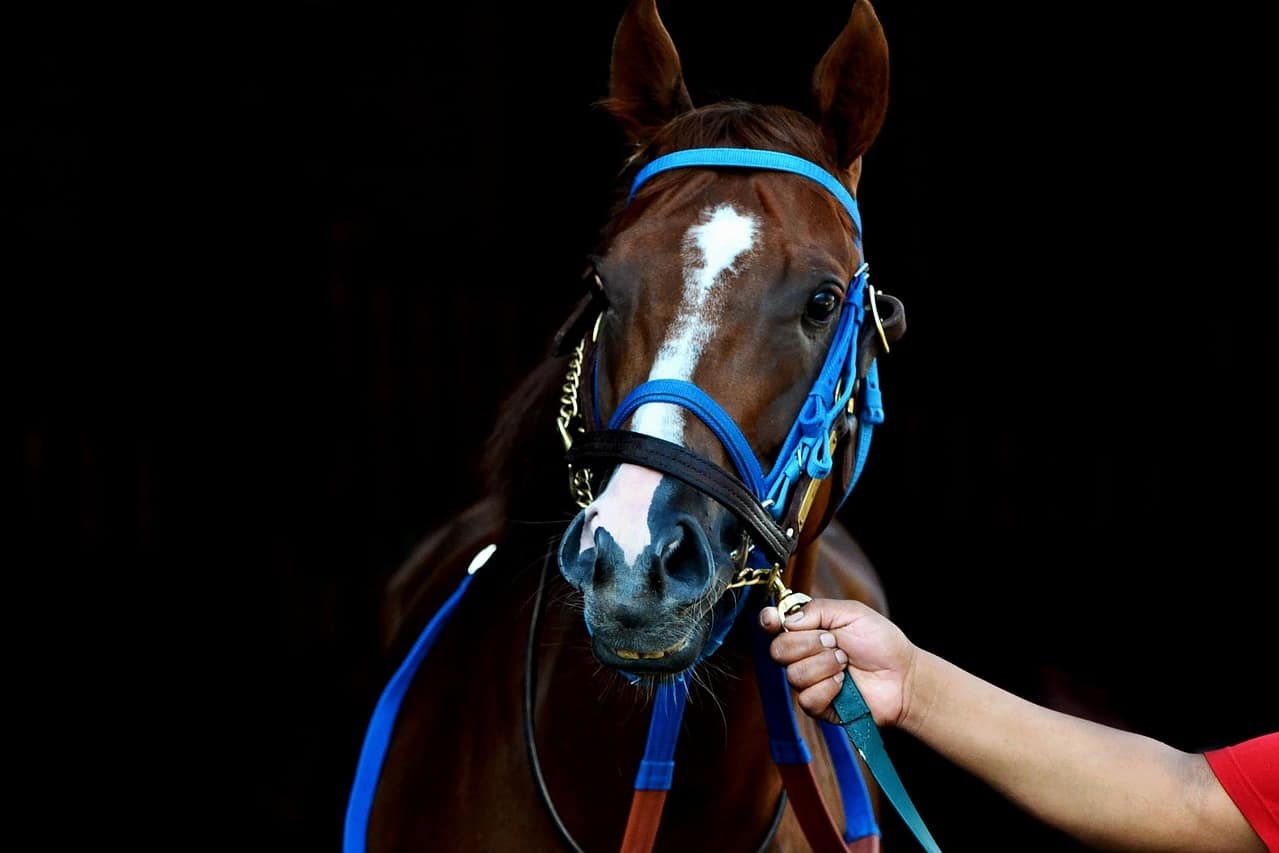 Close-up of a racehorse's head in a bridle, looking out over the stable yard